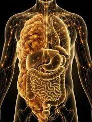 An anatomical illustration of the torso showing visceral fat surrounding the abdominal organs